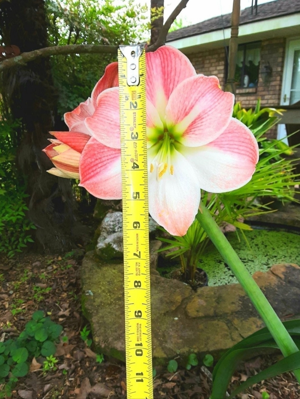 Two Amaryllis Bulbs Flowers